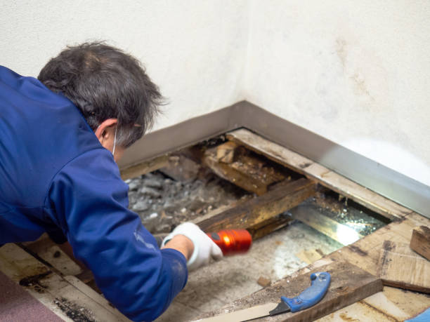 Best Best Mold Removal Companies  in Mason City, IA