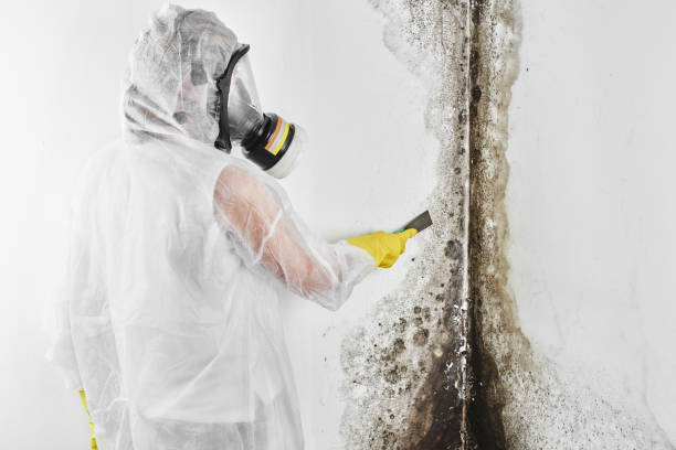 Mold Removal and Inspection in Mason City, IA
