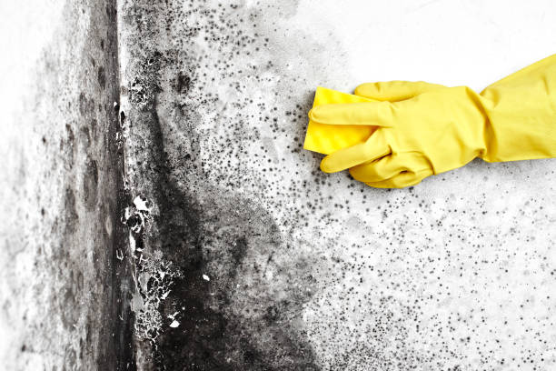 Best Office Mold Removal Services  in Mason City, IA