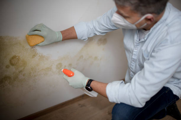 Best Affordable Mold Removal  in Mason City, IA