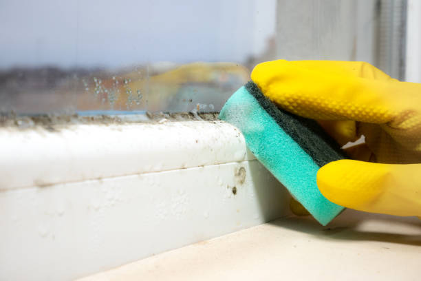 Mold Removal and Inspection in Mason City, IA