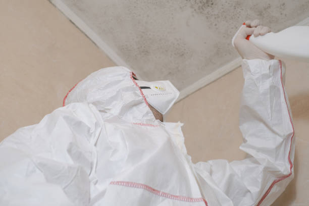 Best Mold Damage Repair  in Mason City, IA