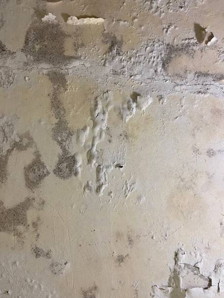 Best Fast Mold Removal  in Mason City, IA