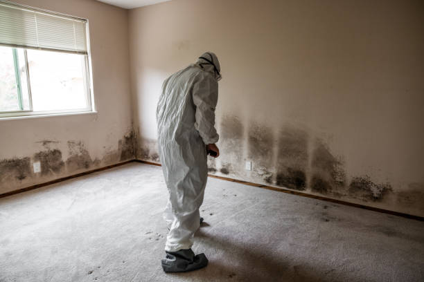 Best Attic Mold Removal  in Mason City, IA