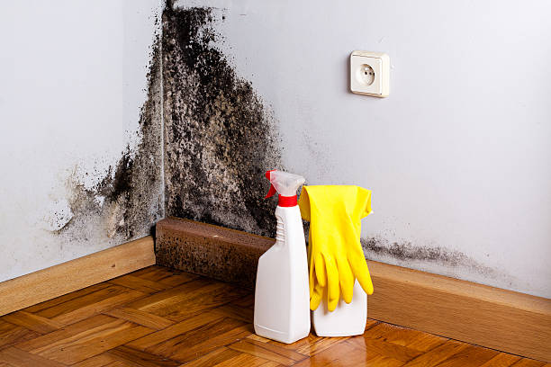  Mason City, IA Mold Removal Pros