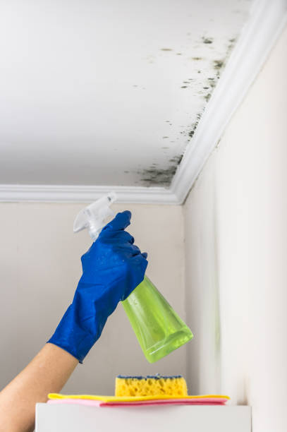 Best Mold Testing  in Mason City, IA